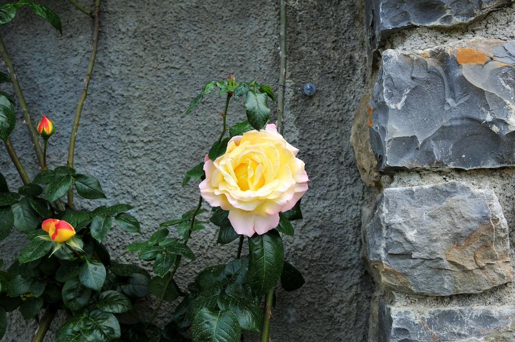 Villa Le Rose San Biagio della Cima Exterior foto