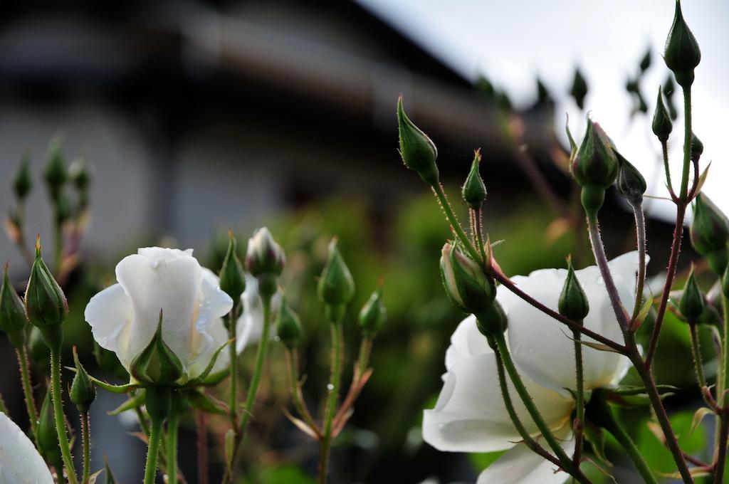 Villa Le Rose San Biagio della Cima Exterior foto